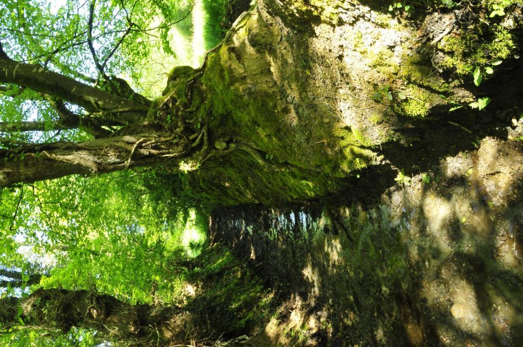Chambre D'Hotes Au Vieux Moulin Clohars-Carnoët Rom bilde